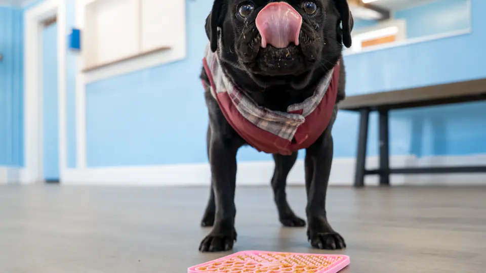Pug licking a treat-filled enrichment mat