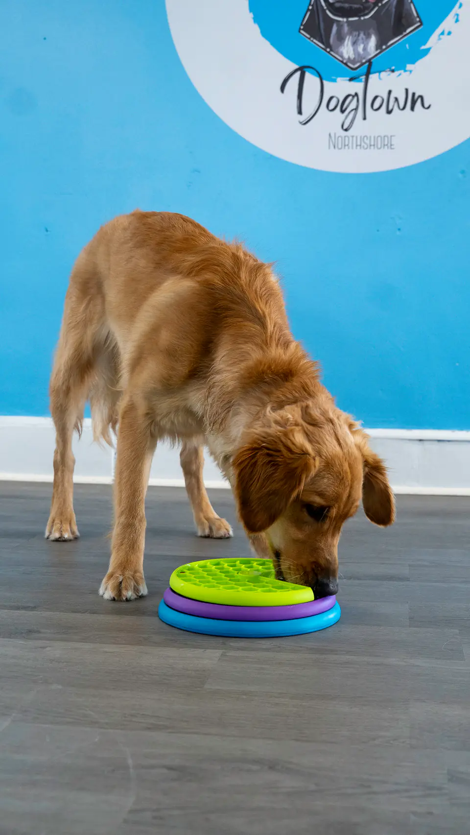 Golden retriever solving a puzzle feeder under the Dogtown logo