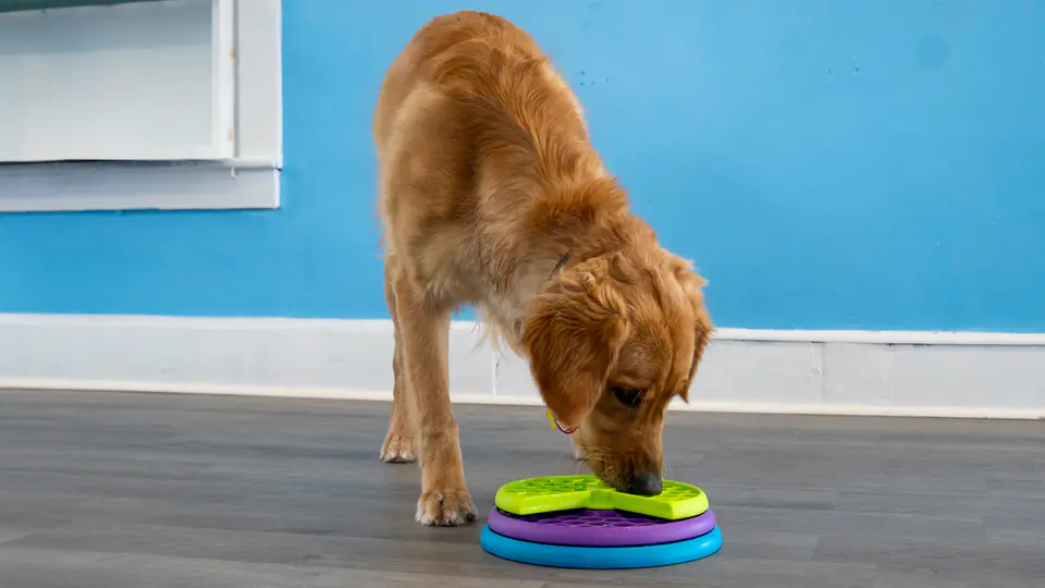 Golden retriever nosing a puzzle feeder