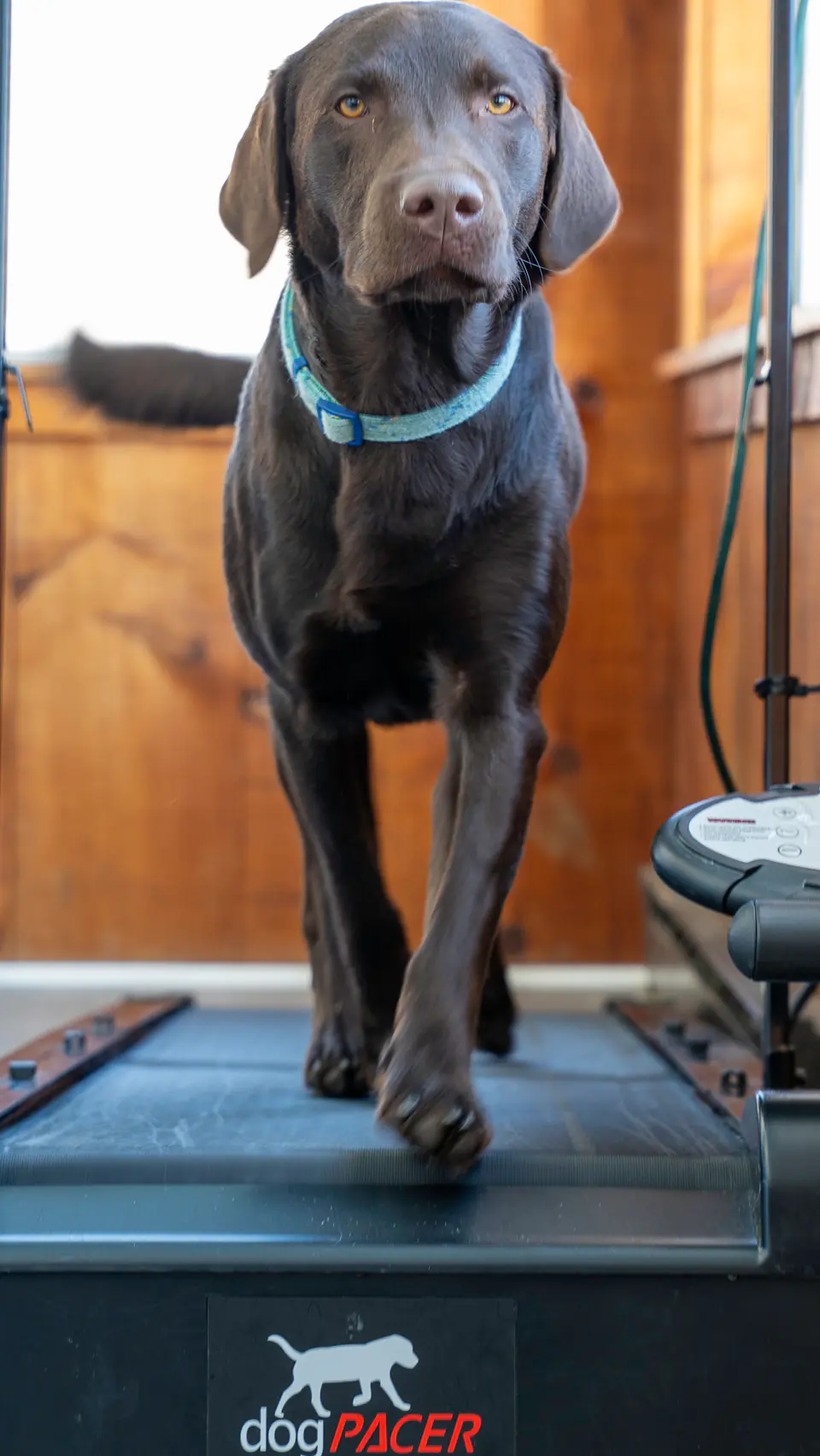 Chocolate lab walking on the dogPACER treadmill