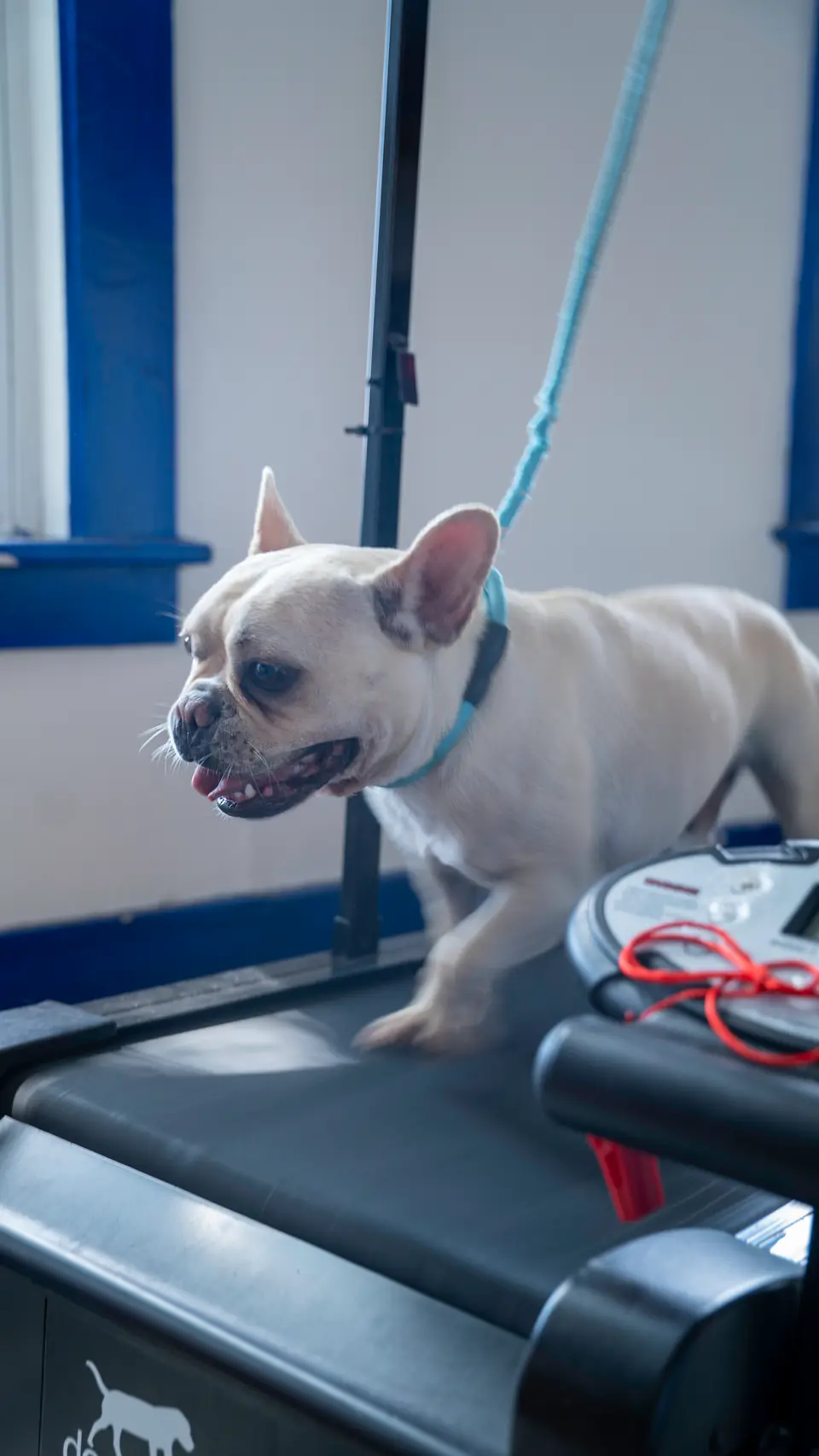 French bulldog on a supervised treadmill session