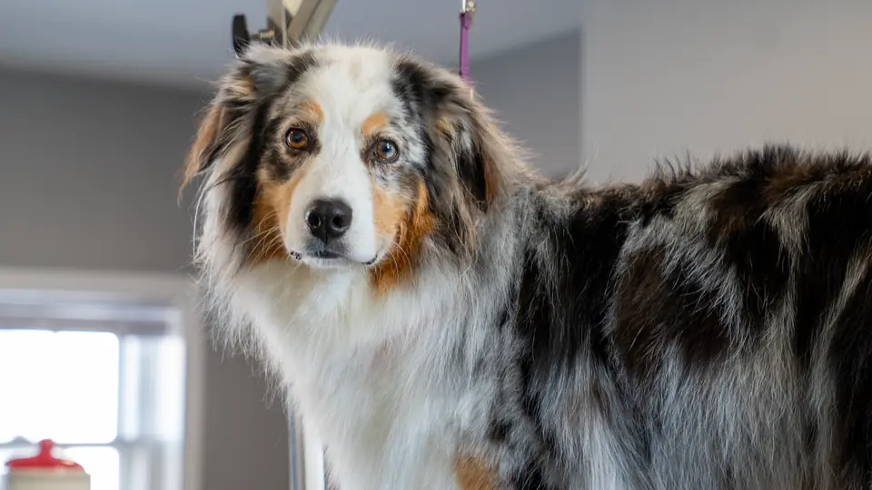 Australian shepherd after grooming