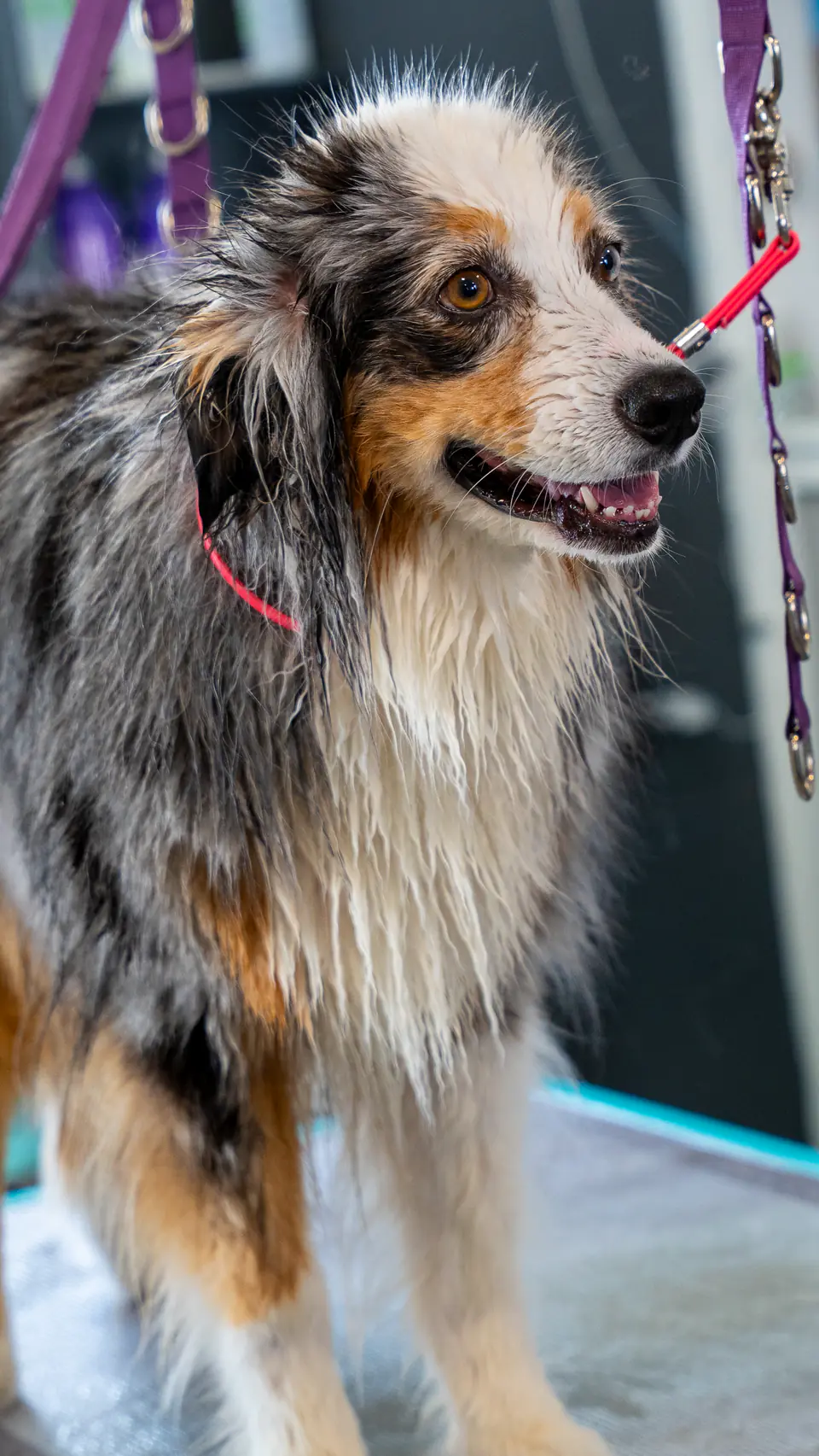 Australian shepherd smiling on the grooming table