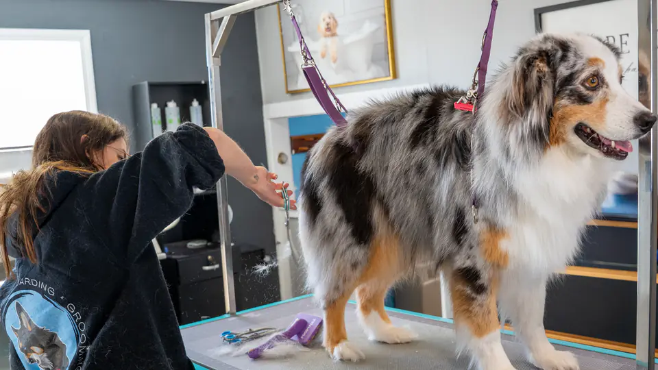 Groomer brushing out an Australian shepherd
