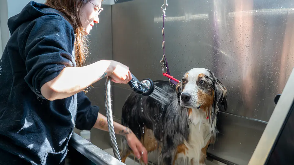 Groomer rinsing an Australian shepherd in the stainless steel tub