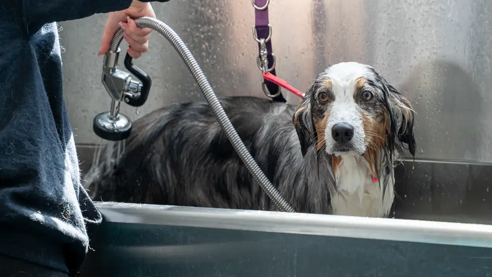 Australian shepherd getting a bath at Dogtown Grooming