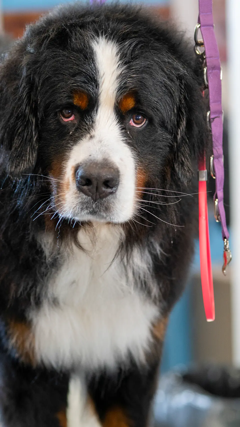 Bernese mountain dog on the grooming table
