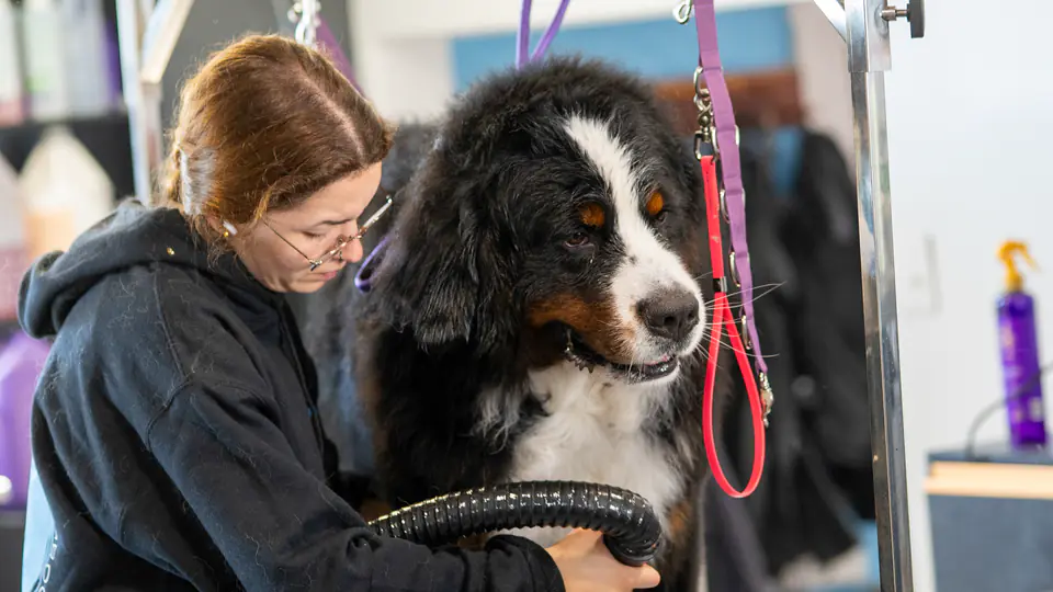 Groomer drying a Bernese mountain dog