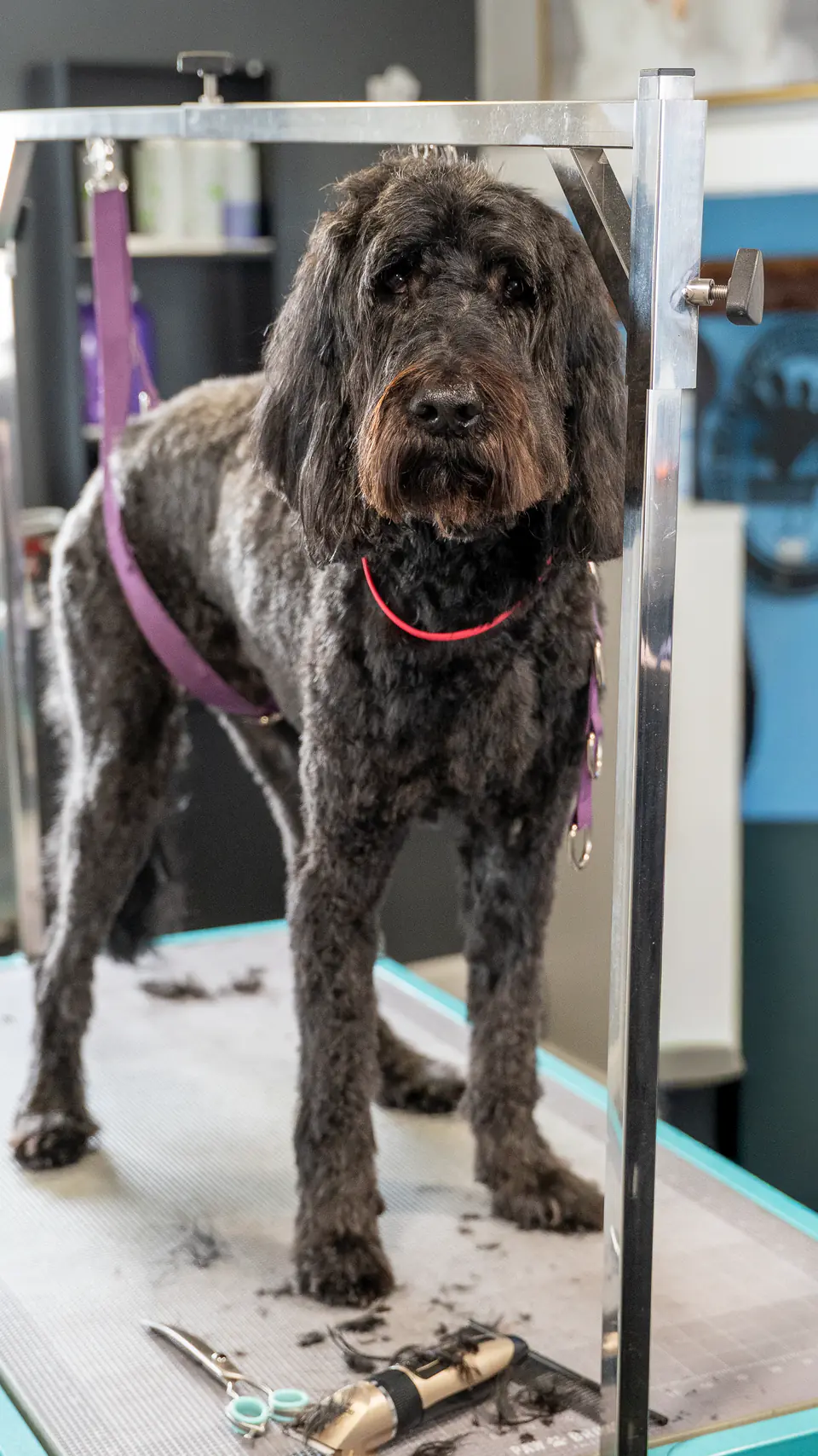 Black doodle standing on the grooming table after a trim