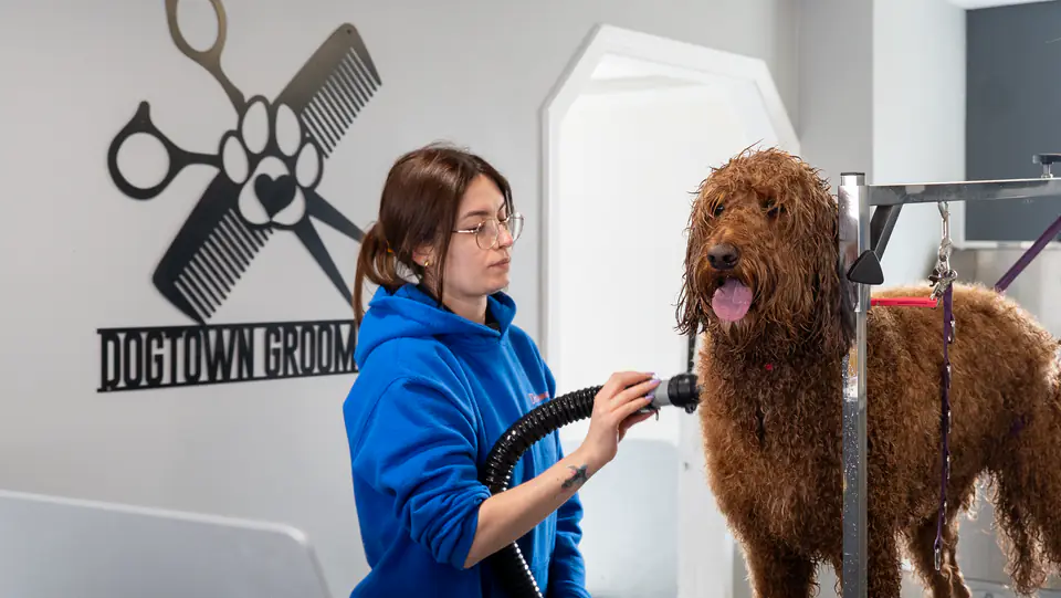 Groomer blow-drying a red goldendoodle in front of the Dogtown Grooming sign