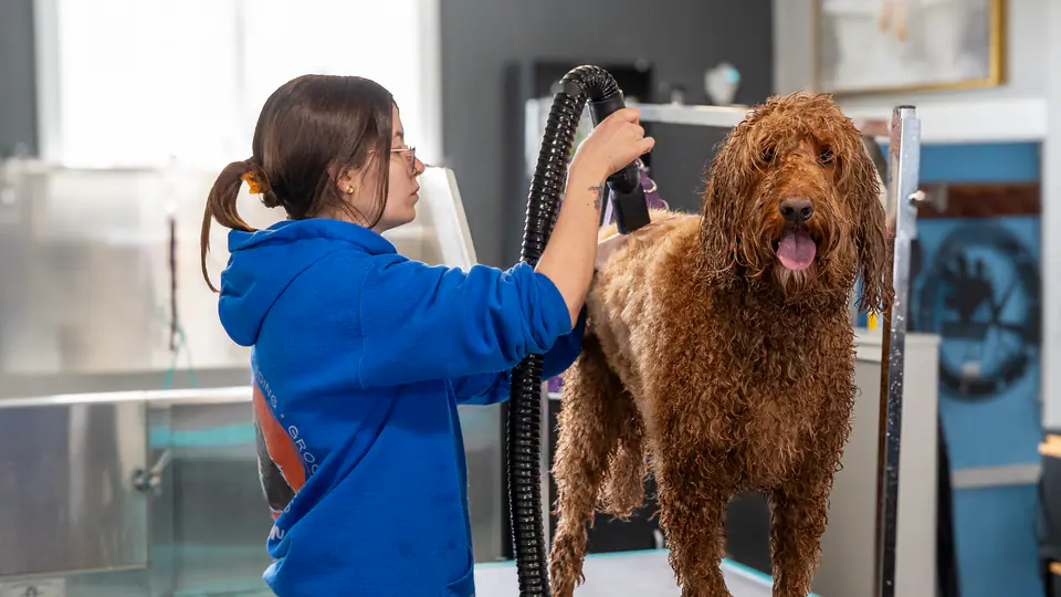 High-velocity dryer on a goldendoodle