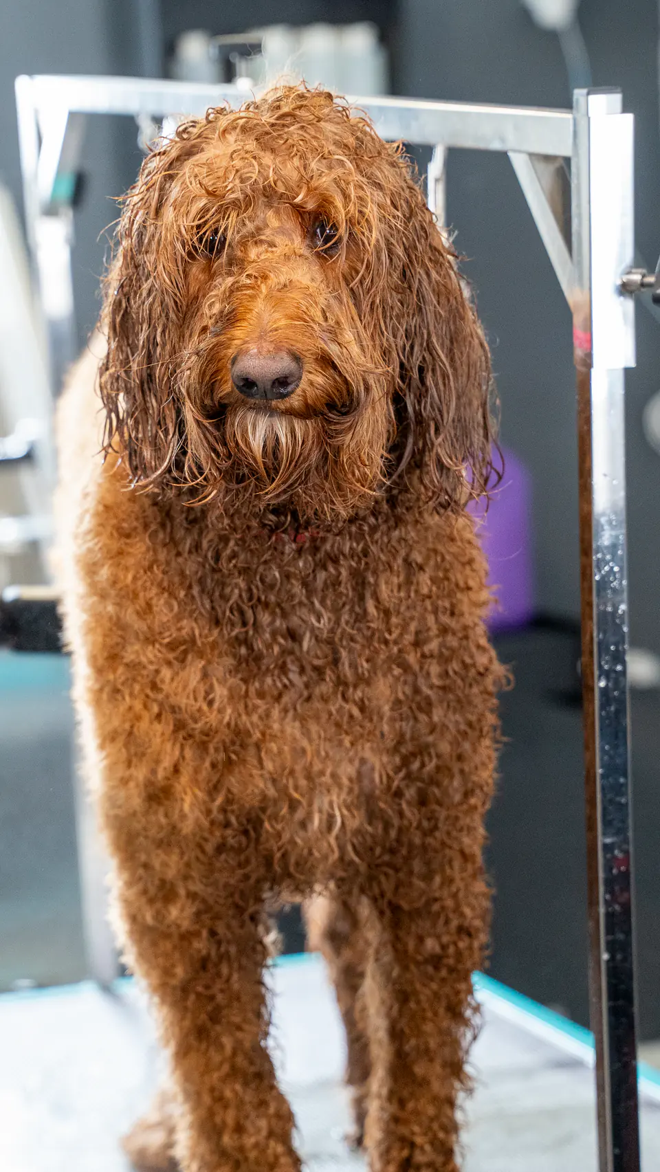 Freshly groomed goldendoodle, fluffy and dry