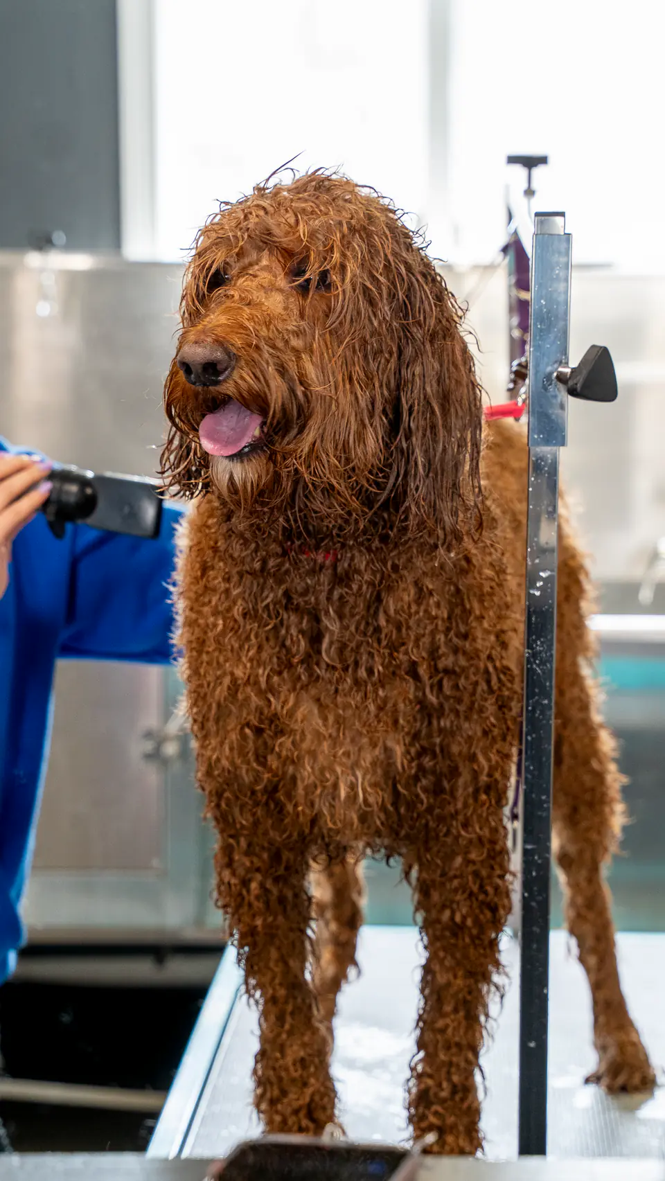 Red goldendoodle on the table, tongue out