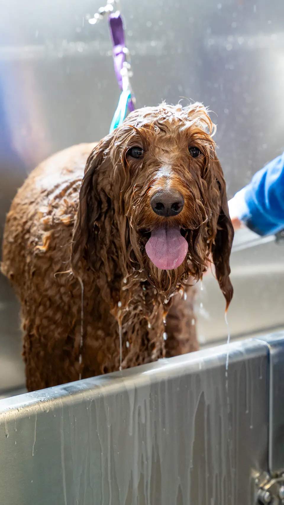 Goldendoodle enjoying a warm bath