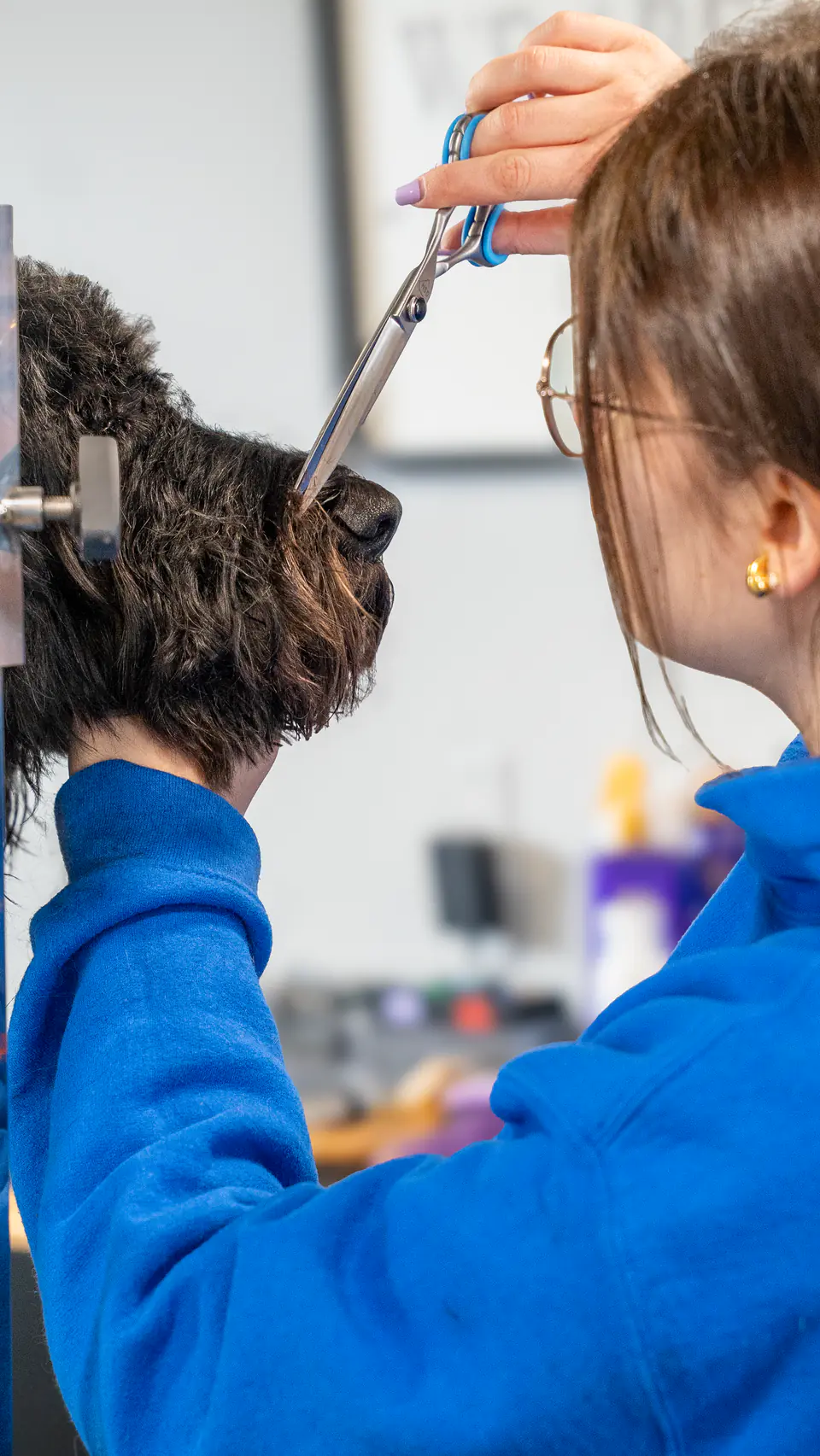 Groomer scissoring a black doodle’s face