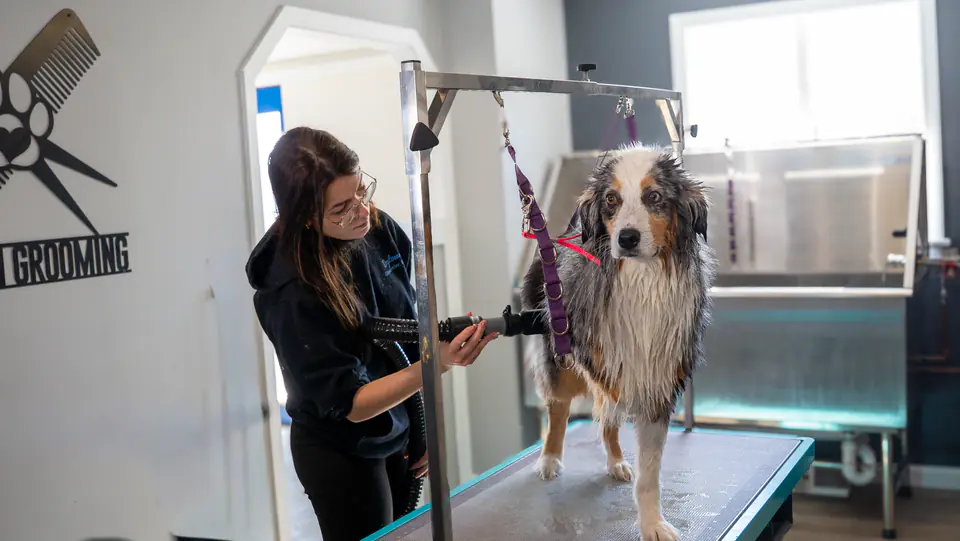 Groomer working on an Australian shepherd in the Dogtown Grooming studio