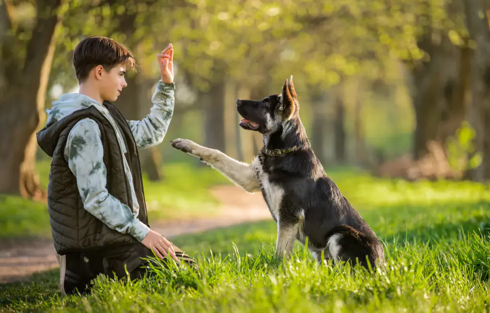 a boy with a dog walks in the park on a sunny spring evening