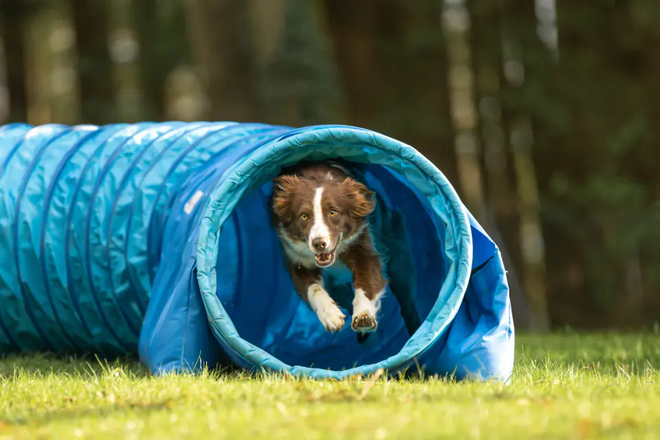 A brown and white Border Collie bursts out of a blue agility tunnel on grass.