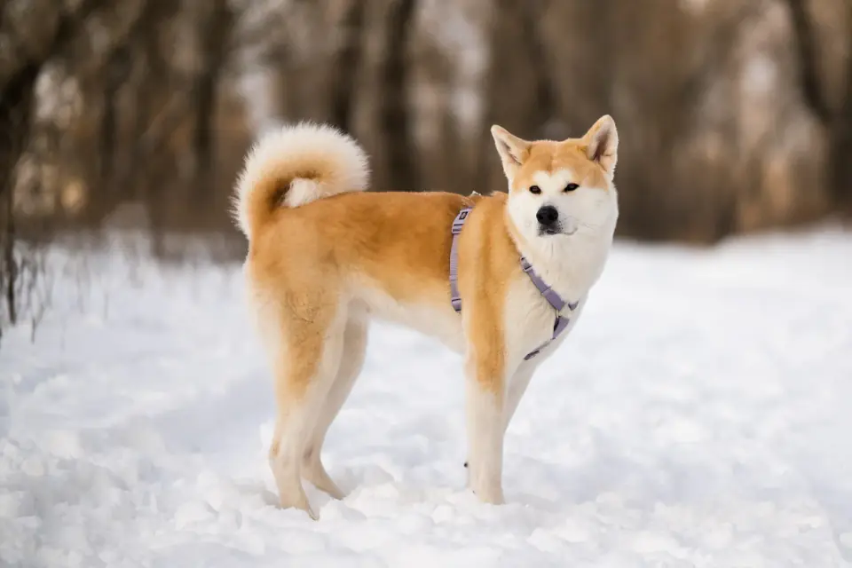 An Akita in a purple harness stands on snow in a bare winter wood.