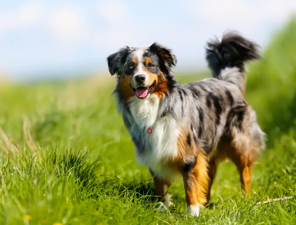 A blue merle Australian Shepherd stands in tall green grass under a sunny sky.
