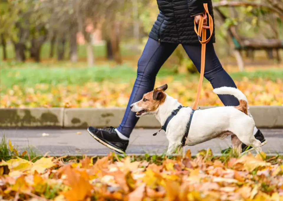 autumn-leash