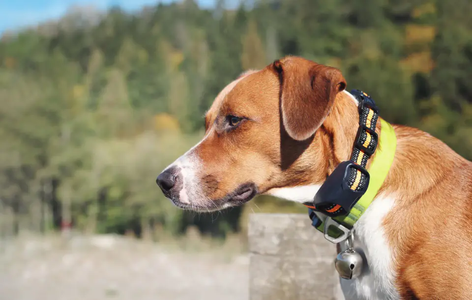 A brown and white dog wearing a collar with a bell looks out over a wooded valley.