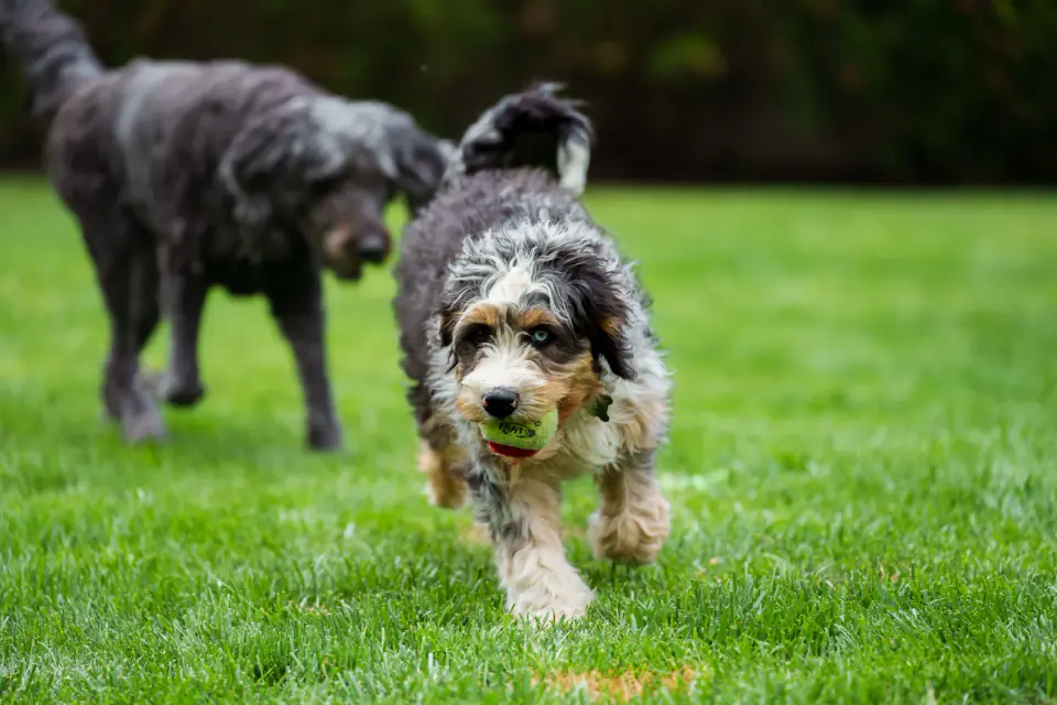 A bernedoodle running across a field with a tennis ball held in its mouth