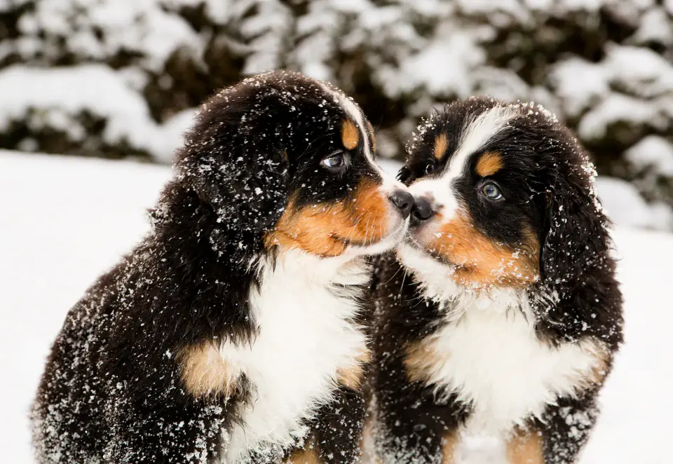 Two Bernese mountain dog puppies sniffing each other nose to nose in the grass