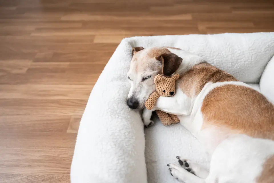 A Jack Russell Terrier sleeps in a white dog bed on a wood floor, holding a plush bear.