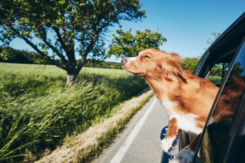 Dog enjoying from traveling by car