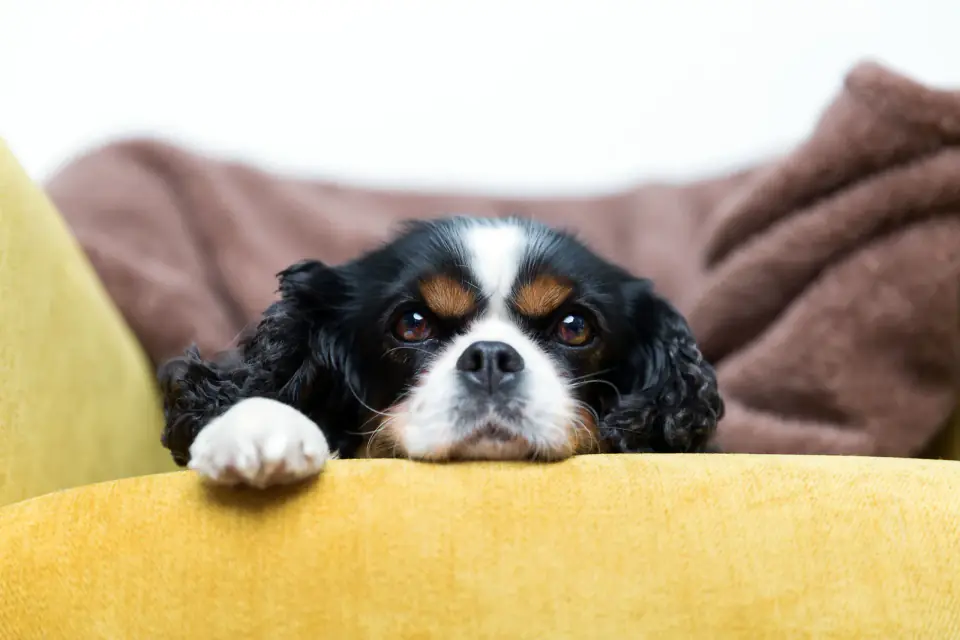 portrait of a dog