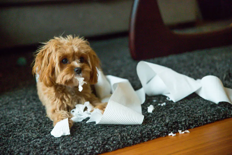 Puppy in training eating toilet paper and making a mess