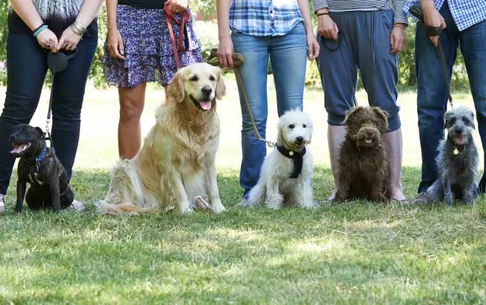 Five dogs of different breeds sitting in a row on grass at their owners' feet during a group class.