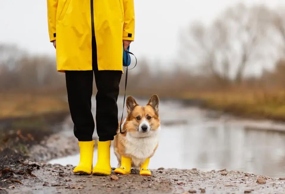 cute corgi dog in yellow beret and rubber boots walks among