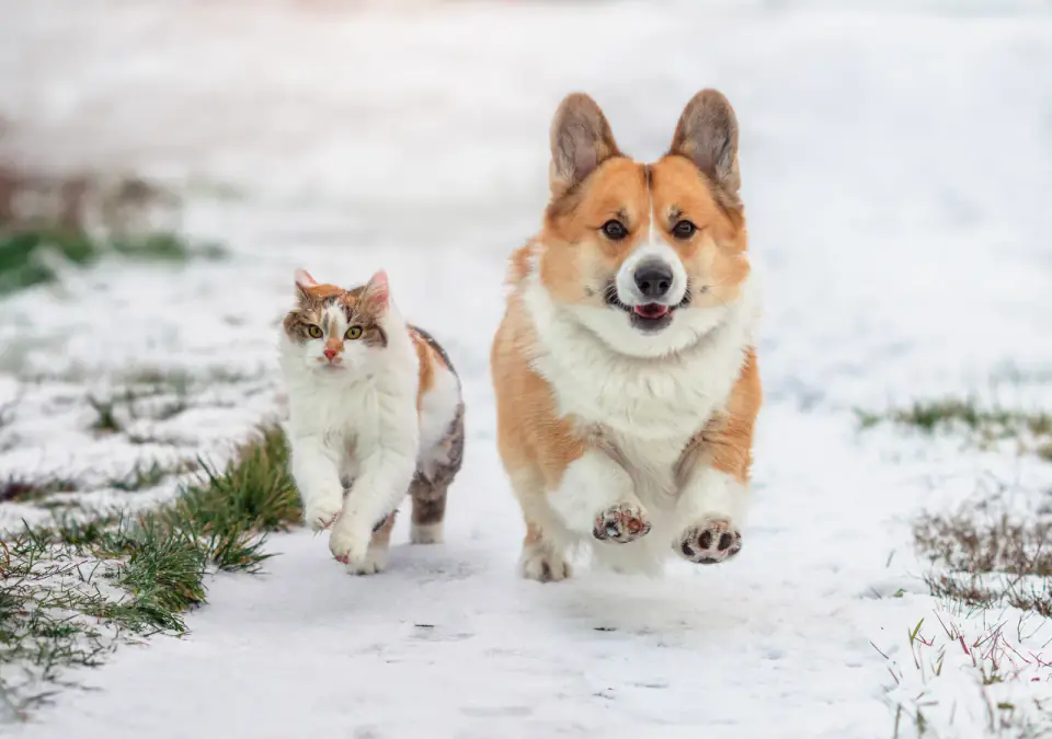 cute corgi dog and fluffy cat running through winter garden