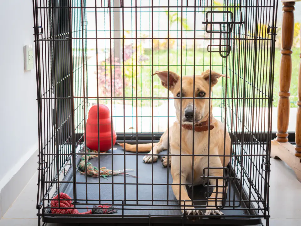 A tan mixed-breed dog lying in an open wire crate with a red rubber toy and a rope toy beside it.