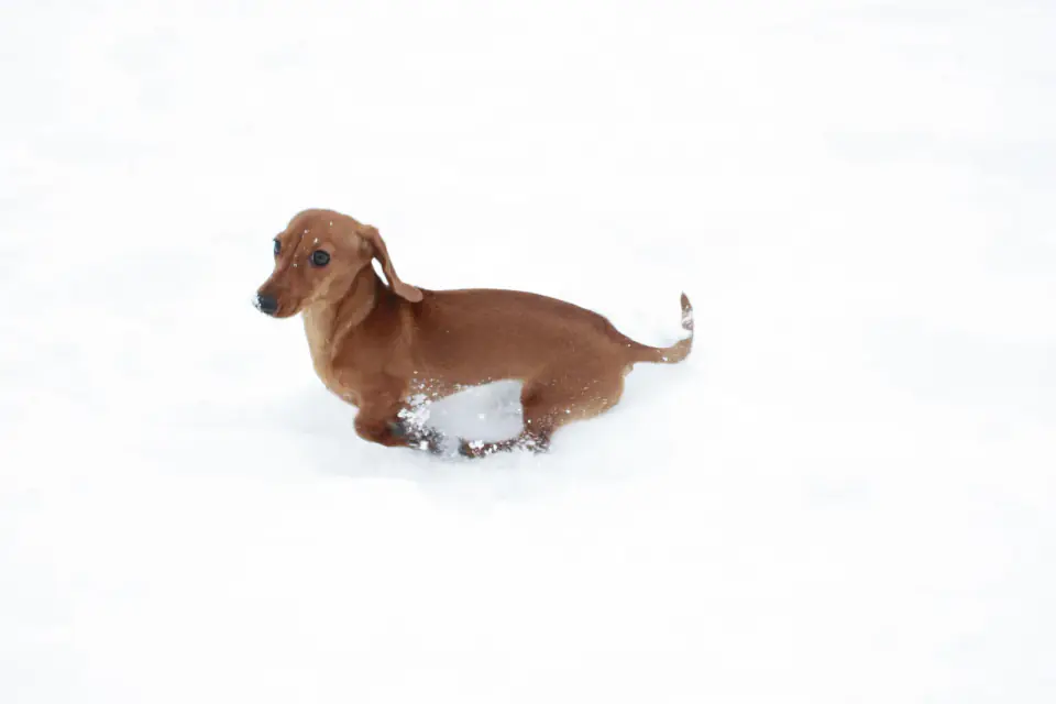 Miniature Dachshund