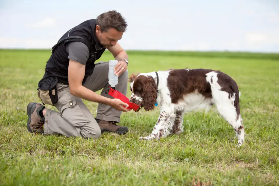 A man kneels on grass offering water from a bottle to an English Springer Spaniel.