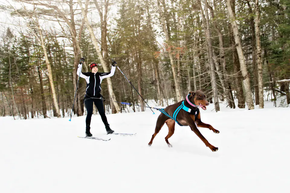 A cross-country skier is pulled along a snowy forest trail by a harnessed Doberman.