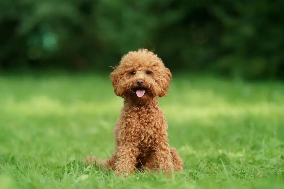 An apricot toy poodle puppy sitting on a lawn with its tongue out, looking at the camera.