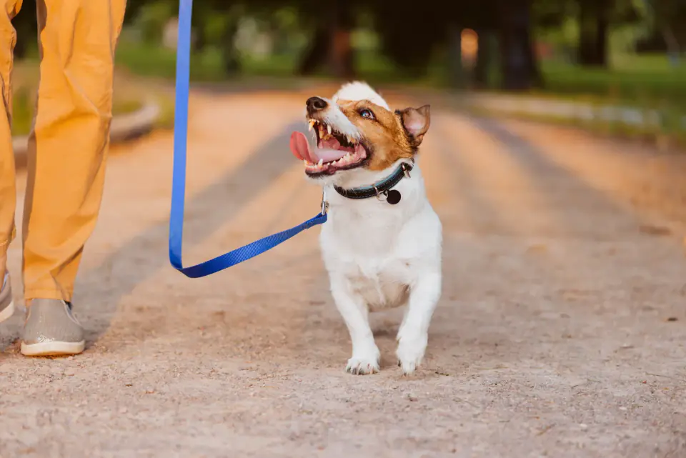 eager-leash