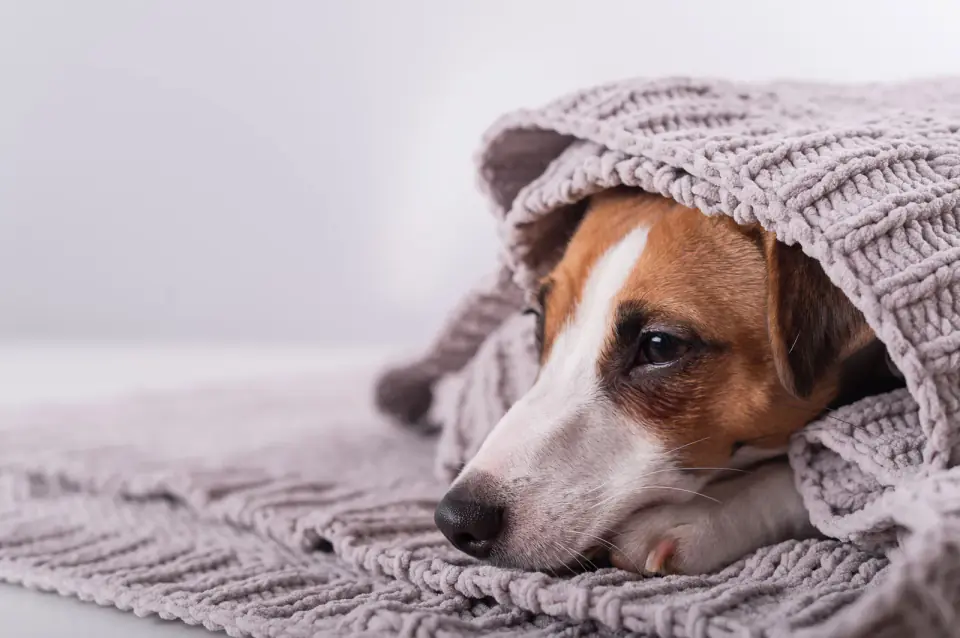 A cute little dog lies covered with a gray plaid. The muzzle