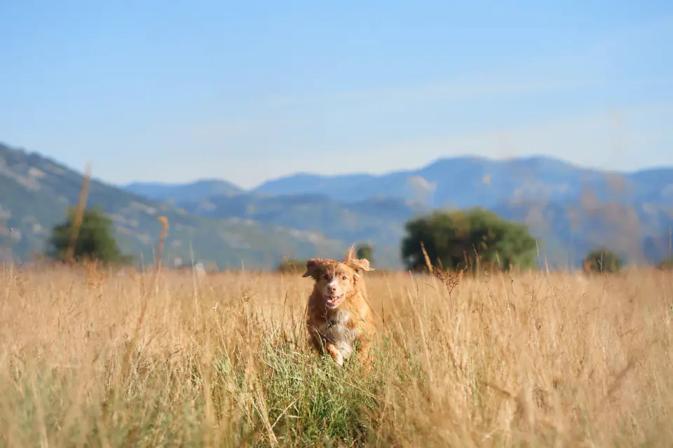 golden-field