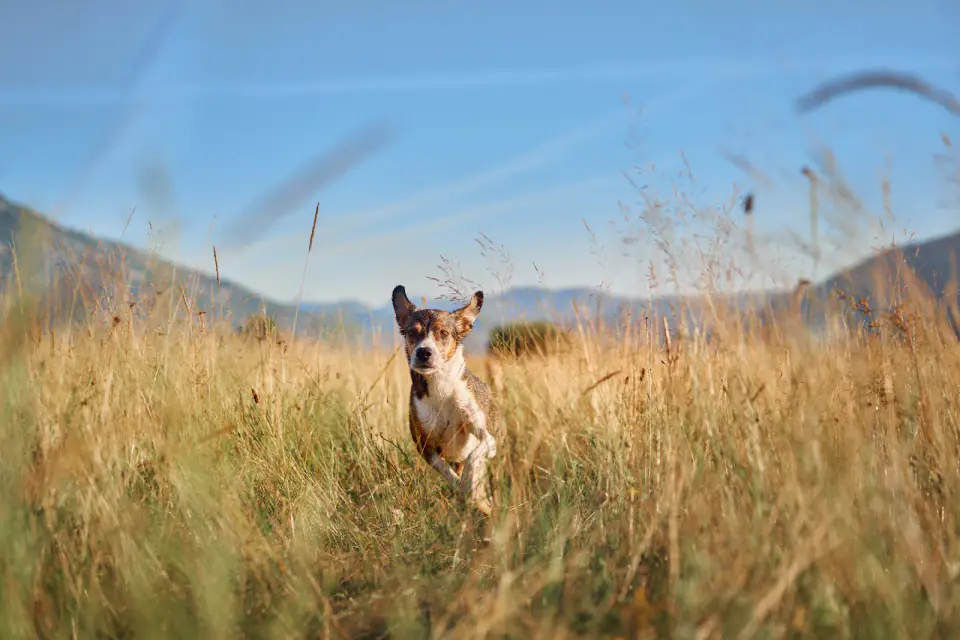 A brown and white dog sprints through tall dry grass under a clear blue sky.