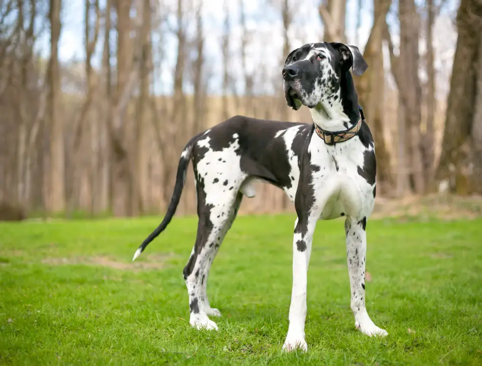 A harlequin Great Dane stands on a lawn in front of leafless trees.