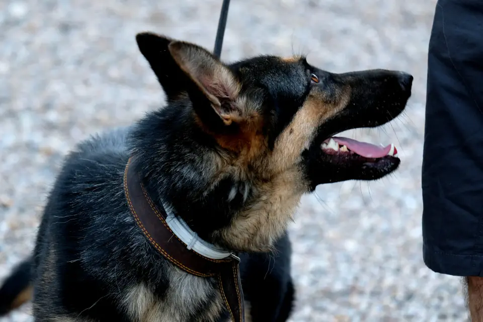 Young German Shepherd dog with leash