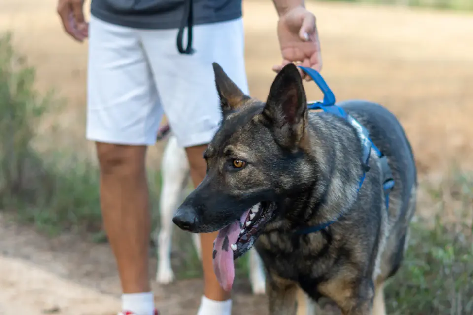 German Shepherd on leash held by his owner walking in the park