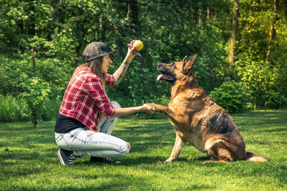 A German Shepherd gives its paw to a crouching woman holding a yellow ball on a lawn.