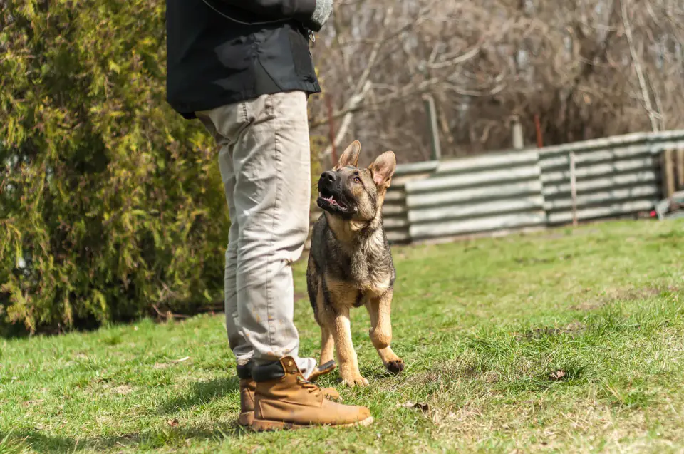 German shepherd puppy training at spring
