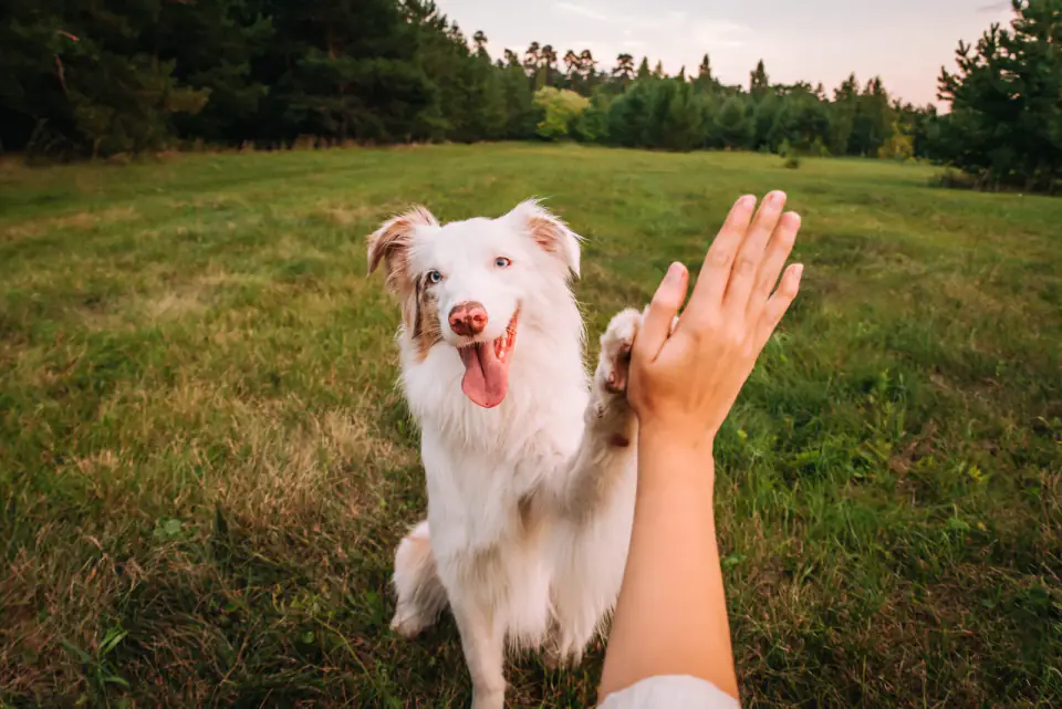 A white and tan Australian shepherd in a meadow pressing its raised paw against a woman's open hand.